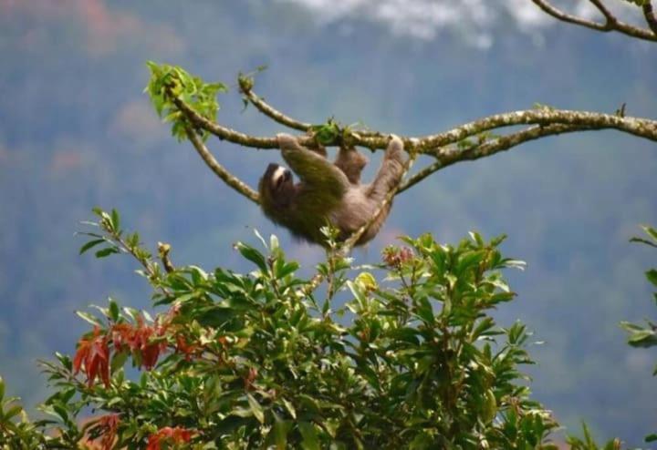 Casa De Bambu Villa Turrialba Eksteriør billede